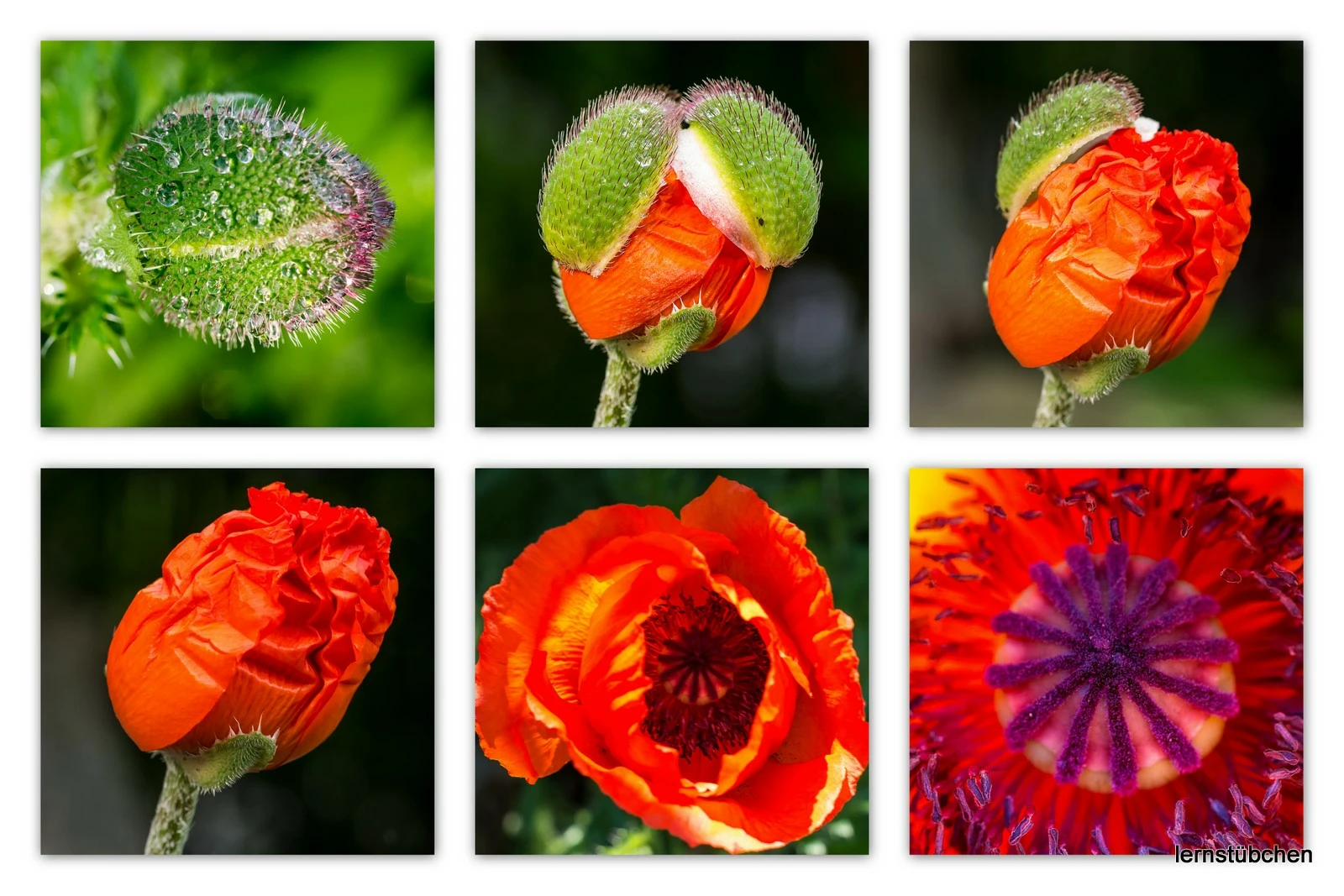 Mohnblüte öffnet sich.jpeg